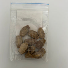 Load image into Gallery viewer, IPS033 - SNAKE GOURD MEDIUM GREEN - F1 Hybrid- 10 Seeds