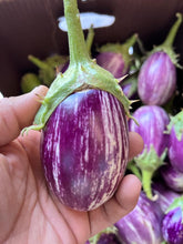 Load image into Gallery viewer, IPS039 - BRINJAL HYBRID  MAHY KALPATARU (MEBH 10)-Purple Small round Brinjal / Vankay Seeds - 30+ seeds