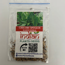 Load image into Gallery viewer, IPS106 - CHICORY SPINACH-KASINI KEERAI 50+ seeds