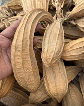Load image into Gallery viewer, IPS113 - Chitrada Beera / Ridge Gourd - 10 Seeds