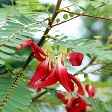 Load image into Gallery viewer, IPS100 - Agathi - SESBANIA GRANDIFLORA-RED- 25 Plus Seeds