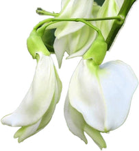 Load image into Gallery viewer, IPS101 - Agathi - SESBANIA GRANDIFLORA - WHITE-25 Plus Seeds