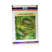 Load image into Gallery viewer, IPS084- F1 Hybrid Cucumber Sambhar Seeds-10+ Seeds