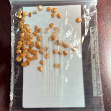 Load image into Gallery viewer, IPS076 - White Small round Brinjal / Vankay Seeds -BRINJAL HYBRID MAHY NO.91 (MHB-91)- 50+ seeds