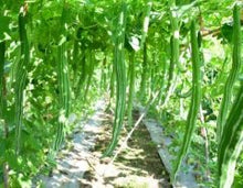 Load image into Gallery viewer, IPS046 - Short Snake Gourd -F1 Hybrid ANMOL- 10 Seeds