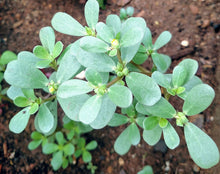 Load image into Gallery viewer, IPS037 - Paruppu Keerai - Purslane leaves