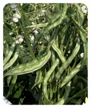 Load image into Gallery viewer, IPS036 - Paadhu Chikkudu / Dolichos Creeper  / Dolichos Bean NDL - 98 (Laxmi) - 10 Seeds