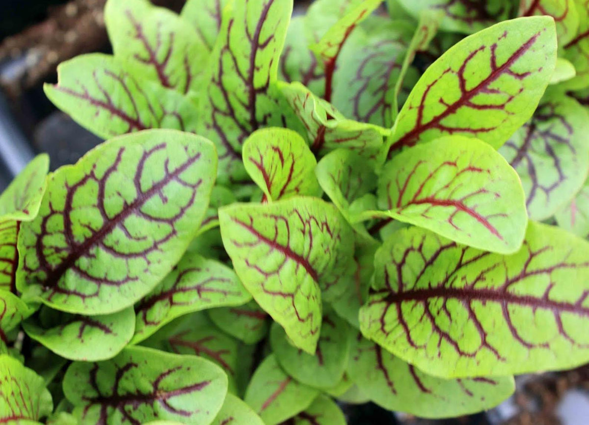 Red Veined Sorrel Herb Seeds - Heirloom, Non-GMO, Perennial, Edible & Fast Growing