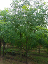 Load image into Gallery viewer, IPS035 - Moringa Seeds - Special ODC3 Variety - 20 pack