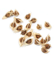 Load image into Gallery viewer, IPS035 - Moringa Seeds - Special ODC3 Variety - 20 pack