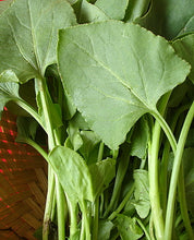 Load image into Gallery viewer, IPS055 - Chukka kura — 50 seeds