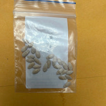 Load image into Gallery viewer, IPS080-Sambar / Pappu Cucumber(Dosakaya) - 20 Seeds