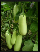 Load image into Gallery viewer, IPS025 - Green Brinjal / MAHY 9 Hybrid Green Long Brinjal Seeds - 50+ seeds