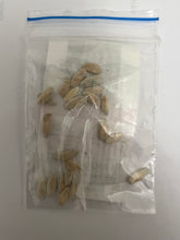 Load image into Gallery viewer, IPS081 - Long Melon/Kheera cucumber - Nagini (NCS-61) - Nirmal seeds - 10+ seeds