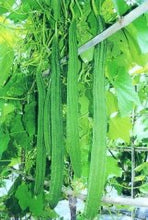 Load image into Gallery viewer, IPS043 - Hybrid Ridge Gourd -Hybrid NRGH-324 (DHRUV) - 10 Seeds