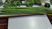 Load image into Gallery viewer, IPS035 - Moringa Seeds - Special ODC3 Variety - 20 pack