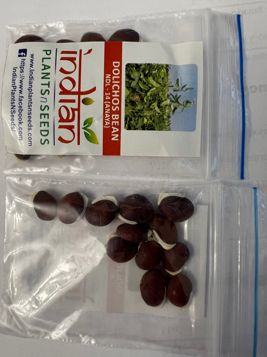 the seeds of the dolichos biflorus plant will agglutinate IPS028 - Dolichos Bean NDL - 14 (Anaya)