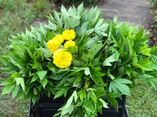 Load image into Gallery viewer, IPS024 - Gongura Seeds (Red Stem)- 80+ Seeds