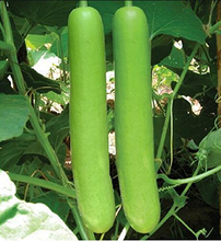 Load image into Gallery viewer, IPS008 - Bottle Gourd Long - Sorakaya Seeds -Hybrid-MGH 4(WARAD)- 10+ seeds