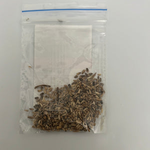 IPS106 - CHICORY SPINACH-KASINI KEERAI 50+ seeds