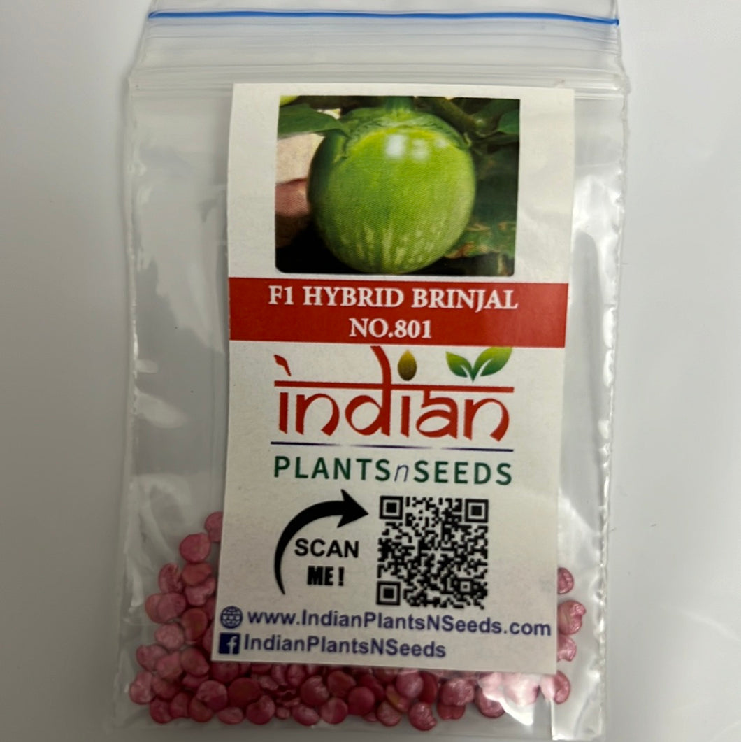 IPS026 - F1 Hybrid Green Round Brinjal / Vankay Seeds -No-801- 50+ seeds