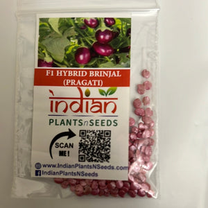 IPS062 - F1 Hybrid Purple Oval Brinjal - PRAGATI - 50 Seeds