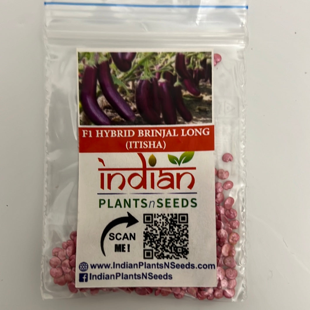 IPS102 - F1 Hybrid Brinjal Long / Vankay Seeds-Shining Purple -ITISHA- 50+ seeds