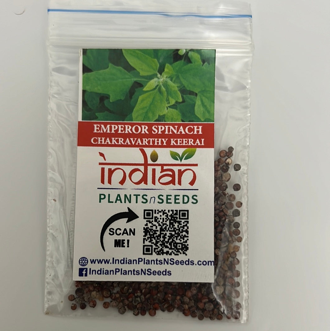 IPS107 - Bathua / Palak / EMPEROR SPINACH-CHAKRAVARTHY KEERAI- 50+ seeds
