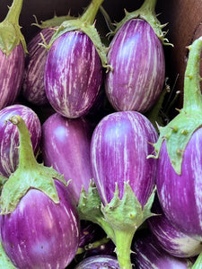 IPS039 - BRINJAL HYBRID  MAHY KALPATARU (MEBH 10)-Purple Small round Brinjal / Vankay Seeds - 30+ seeds