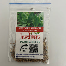 Load image into Gallery viewer, IPS106 - CHICORY SPINACH-KASINI KEERAI 50+ seeds
