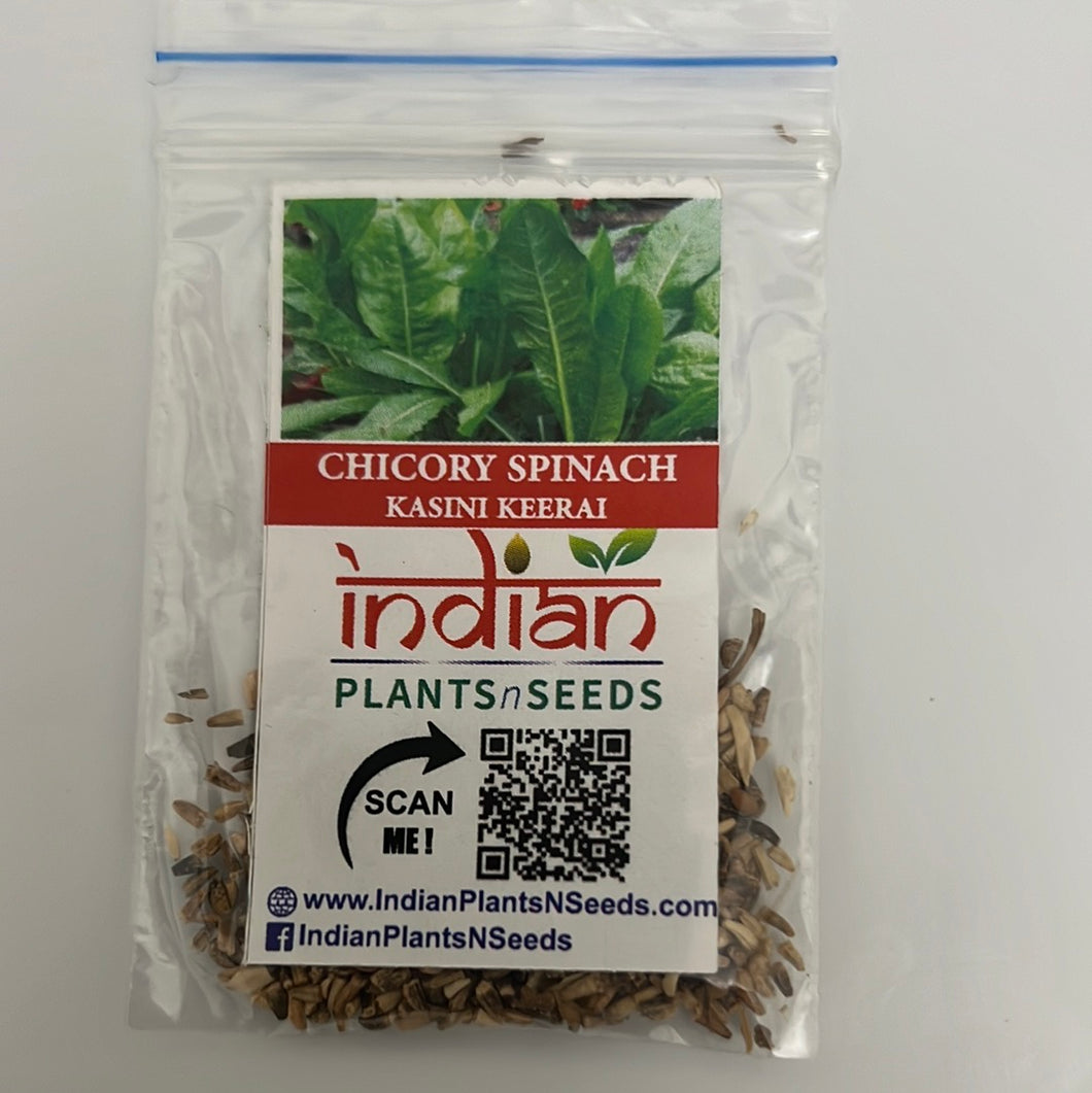 IPS106 - CHICORY SPINACH-KASINI KEERAI 50+ seeds