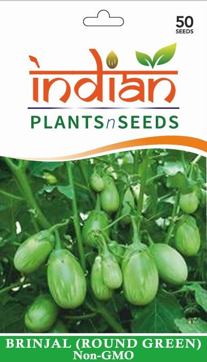 brinjal plant from seed IPS074 - Brinjal Green Round