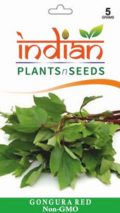 planting gongura seeds IPS024