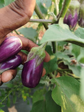 Load image into Gallery viewer, IPS112 - Pennada Vankay / Brinjal - 20 Seeds
