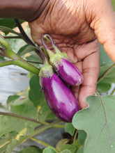 Load image into Gallery viewer, IPS112 - Pennada Vankay / Brinjal - 20 Seeds
