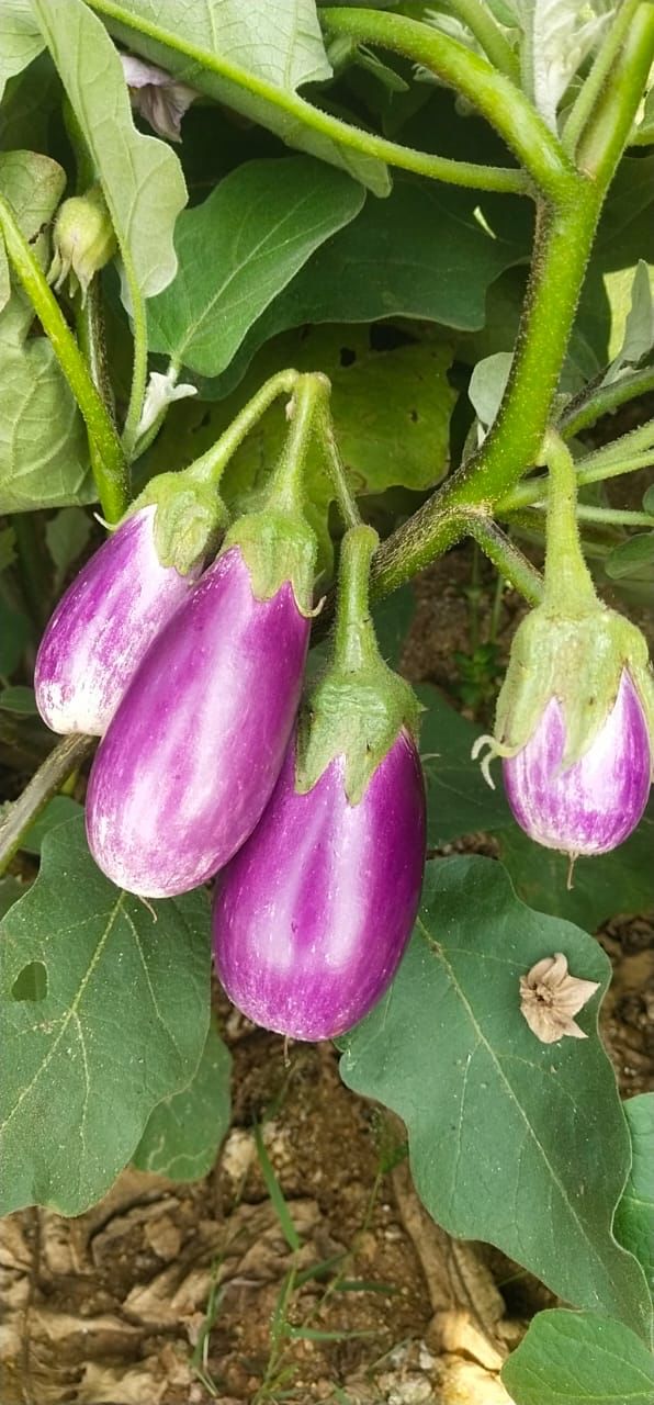 brinjal plant from seed IPS112 - Pennada Vankay / Brinjal