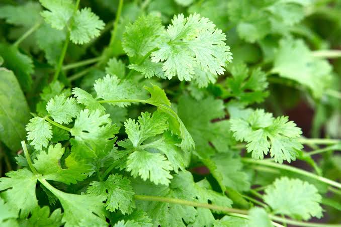 indian coriander seeds for planting IPS070- Cilantro / Coriander Nutan