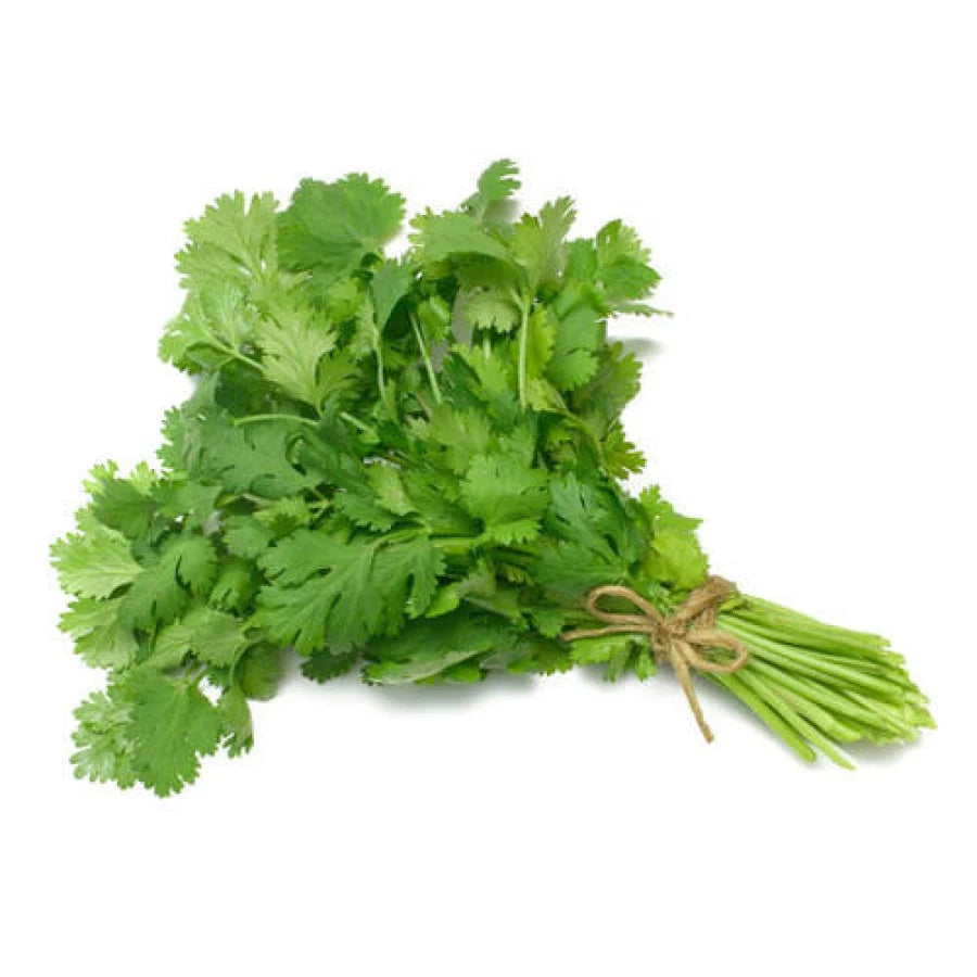 IPS071 - Cilantro / Coriander Ramses - Hybrid Seeds