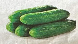 IPS032 - Keera cucumber  - 10+ seeds