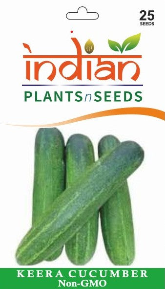 dosakaya plant from seed IPS032 - Keera Cucumber