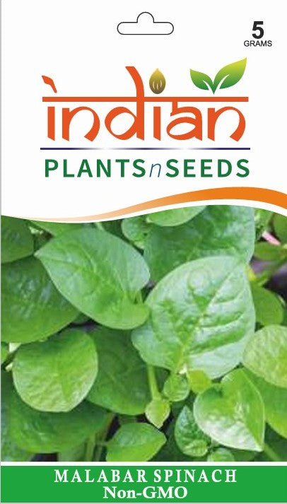 planting malabar spinach seeds IPS056 - Malabar spinach (Green Stem)