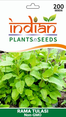 indian tulsi plant seeds IPS079- Rama Tulasi Seeds – Indian PlantsNSeeds