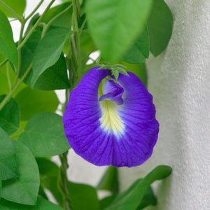 IPS059 -Sangupushpam seeds - 10+ seeds