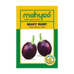 IPS083 - BRINJAL HYBRID  MAHY RUBY- 20+ seeds