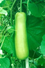 Load image into Gallery viewer, IPS045 - Short Bottle Gourd - Hybrid Balwant -  Seeds - 10 seeds
