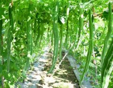 Load image into Gallery viewer, IPS046 - Short Snake Gourd -F1 Hybrid ANMOL- 10 Seeds
