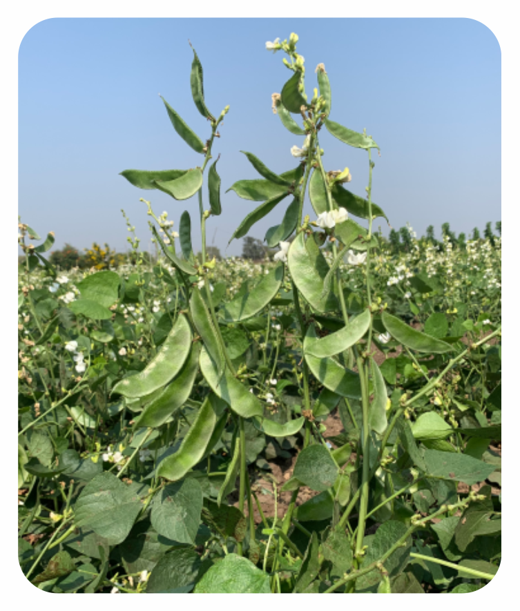 the seeds of the dolichos biflorus plant will agglutinate IPS028 - Dolichos Bean NDL - 14 (Anaya)