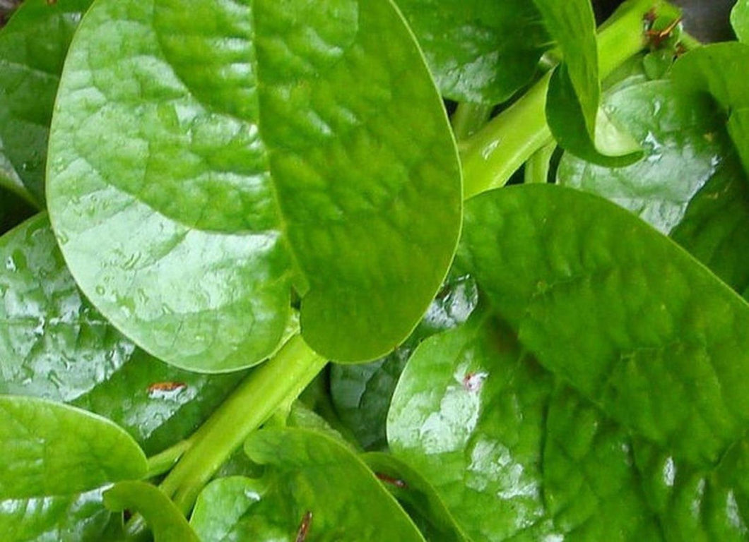 IPS056 - Malabar spinach (Green Stem) - 10 seeds