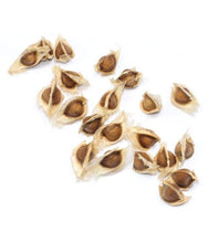 Load image into Gallery viewer, IPS035 - Moringa Seeds - Special ODC3 Variety - 20 pack
