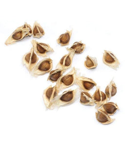 IPS035 - Moringa Seeds - Special ODC3 Variety - 20 pack